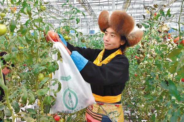 清新秀美《荷花》“2026世界杯官网”(图3) 2026世界杯
